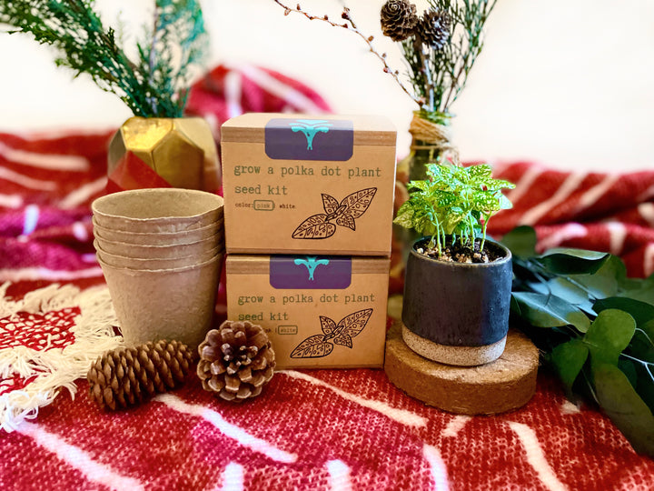 "Get Growing" Plant Kit (Your Choice - Winter Dreaming)