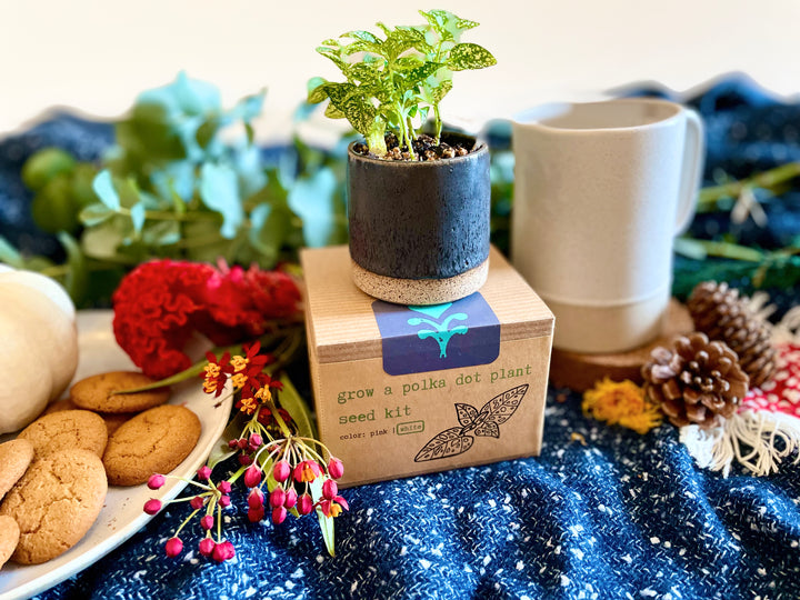 "Get Growing" Plant Kit (Your Choice - Winter Dreaming)