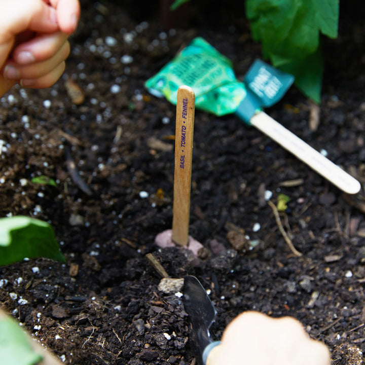 Assorted Pollinator Seed Lollipop with Non-GMO Seeds (Modern Sprout)