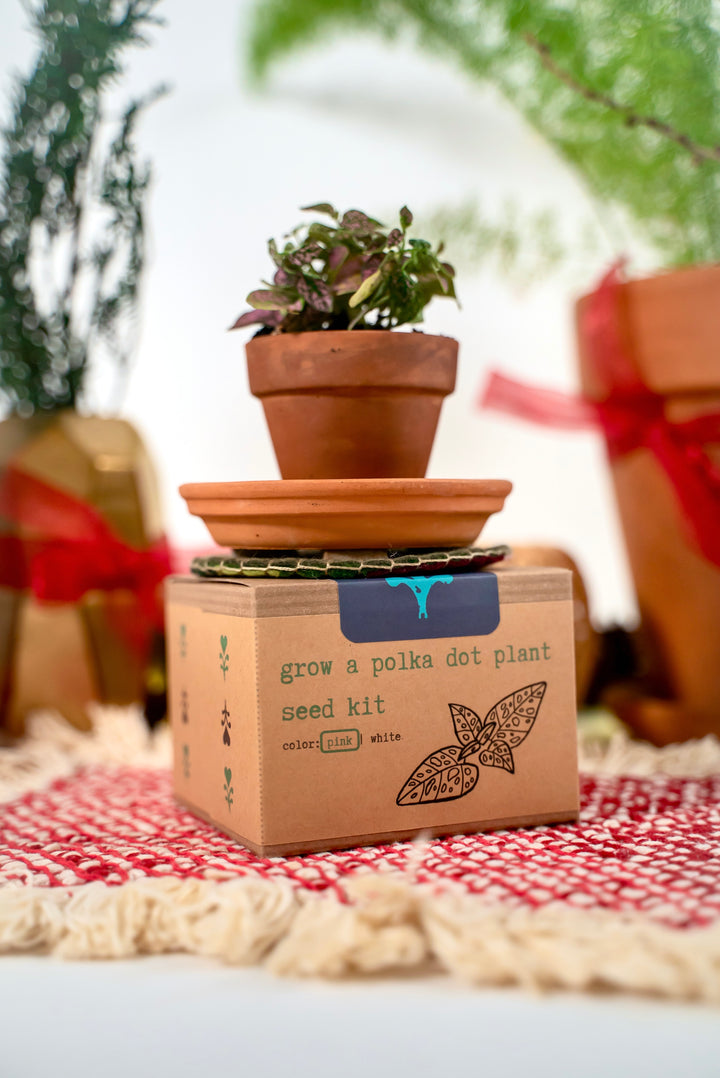 "Growing Wonder" Trio Gift Set: Plant Kit, Greeting Cards, Pocket Journal, Organic Tea, Honey (Winter Dreaming)