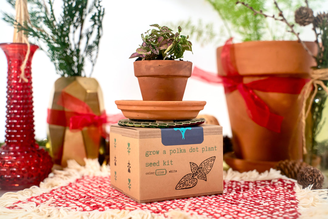 "Get Growing" Plant Kit (Your Choice - Winter Dreaming)