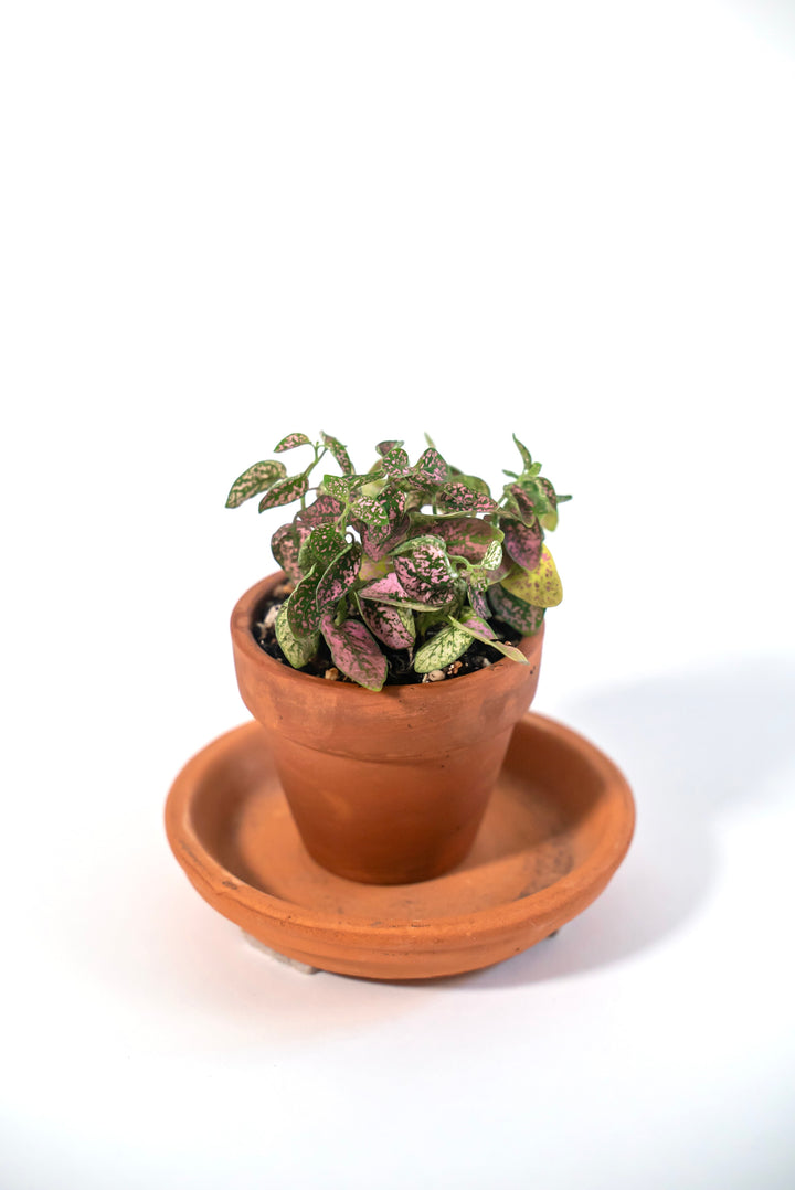 Pink Polka-Dot Plant Growing Kit (Get Growing)