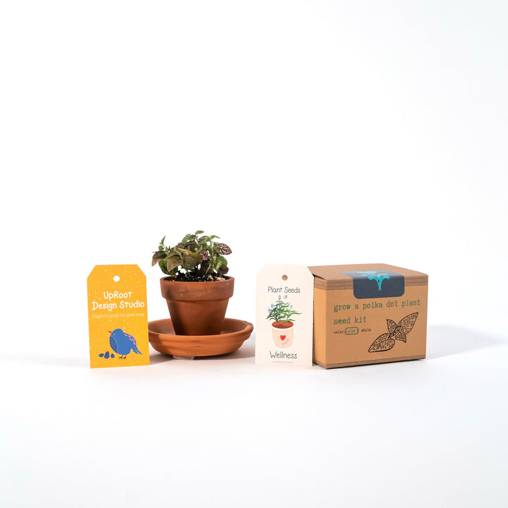 Pink Polka-Dot Plant Growing Kit (Get Growing)