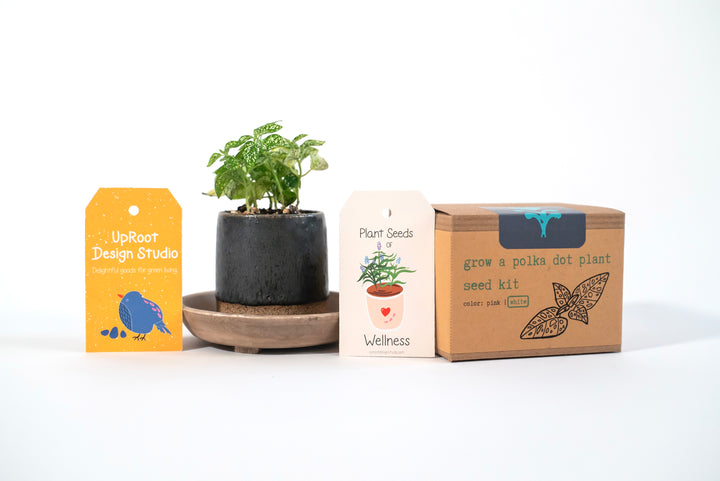 "Festive Garden" Gift Box: Chai, Stickers, Evergreen Candle, Cards, Meditations, Journal, Herbal Tea + White Polka-Dot Growing Kits (Winter Dreaming)