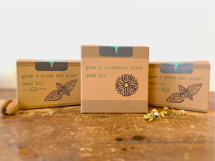 "Get Growing" Plant Kit (Your Choice - Winter Dreaming)