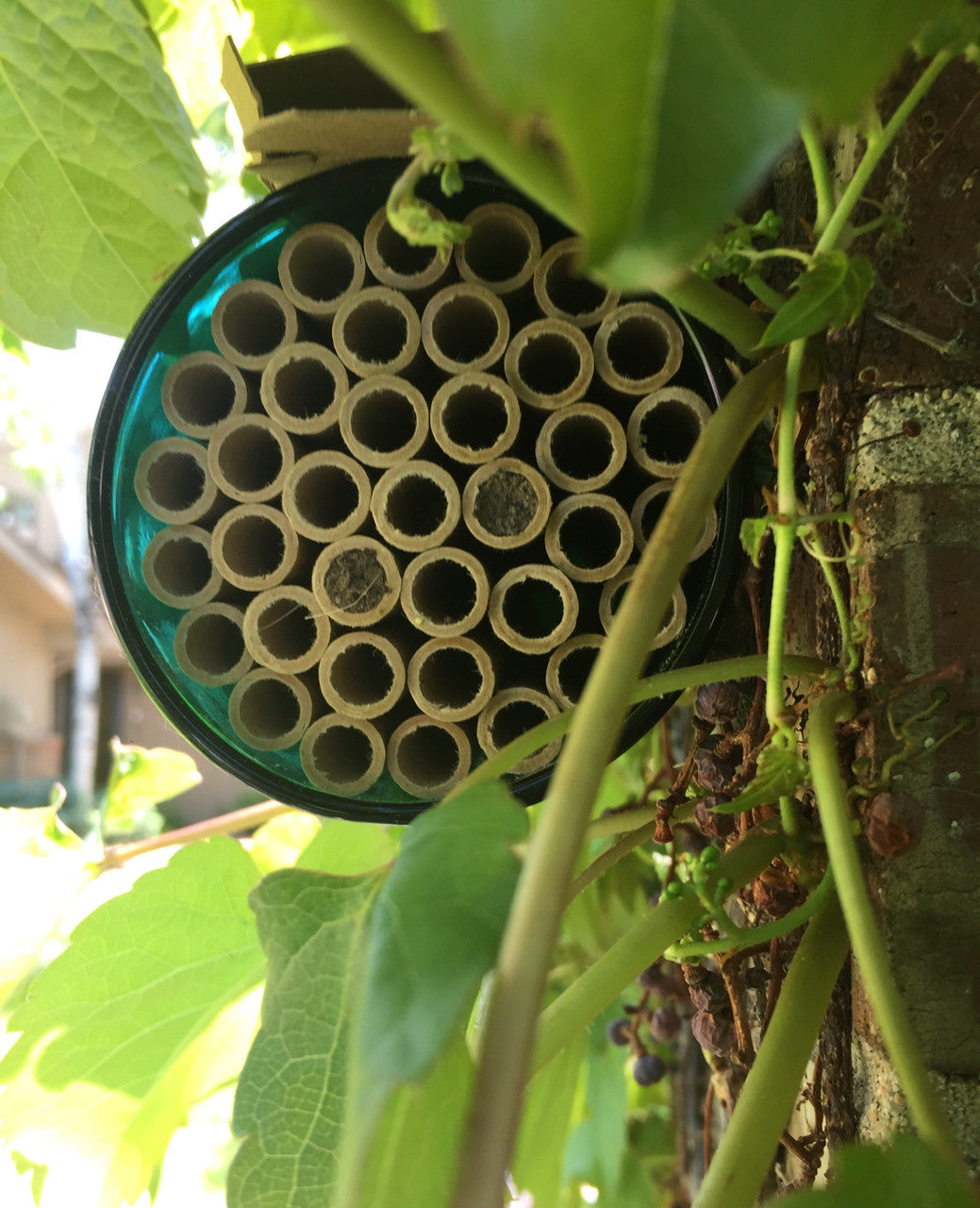 Bee Hotel Upcycled Wine Bottle Home for Bees