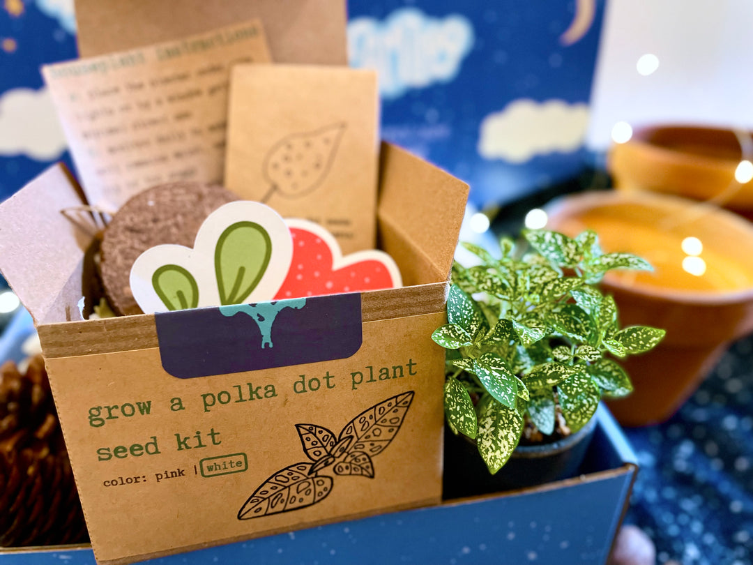 growing polka dot plant from seed White Polka-Dot Plant Growing Kit (Get Growing) – UpRoot Design Studio