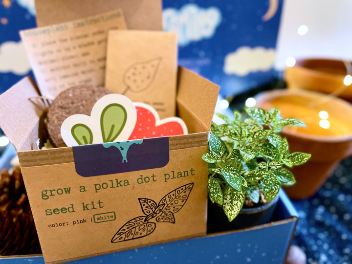 White Polka-Dot Plant Growing Kit (Get Growing)