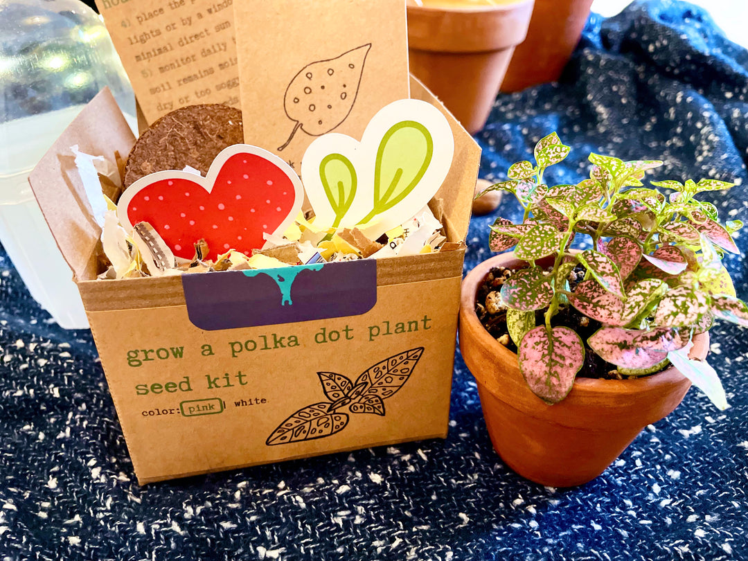 polka dot plant hanging basket Pink Polka-Dot Plant Growing Kit (Get Growing)