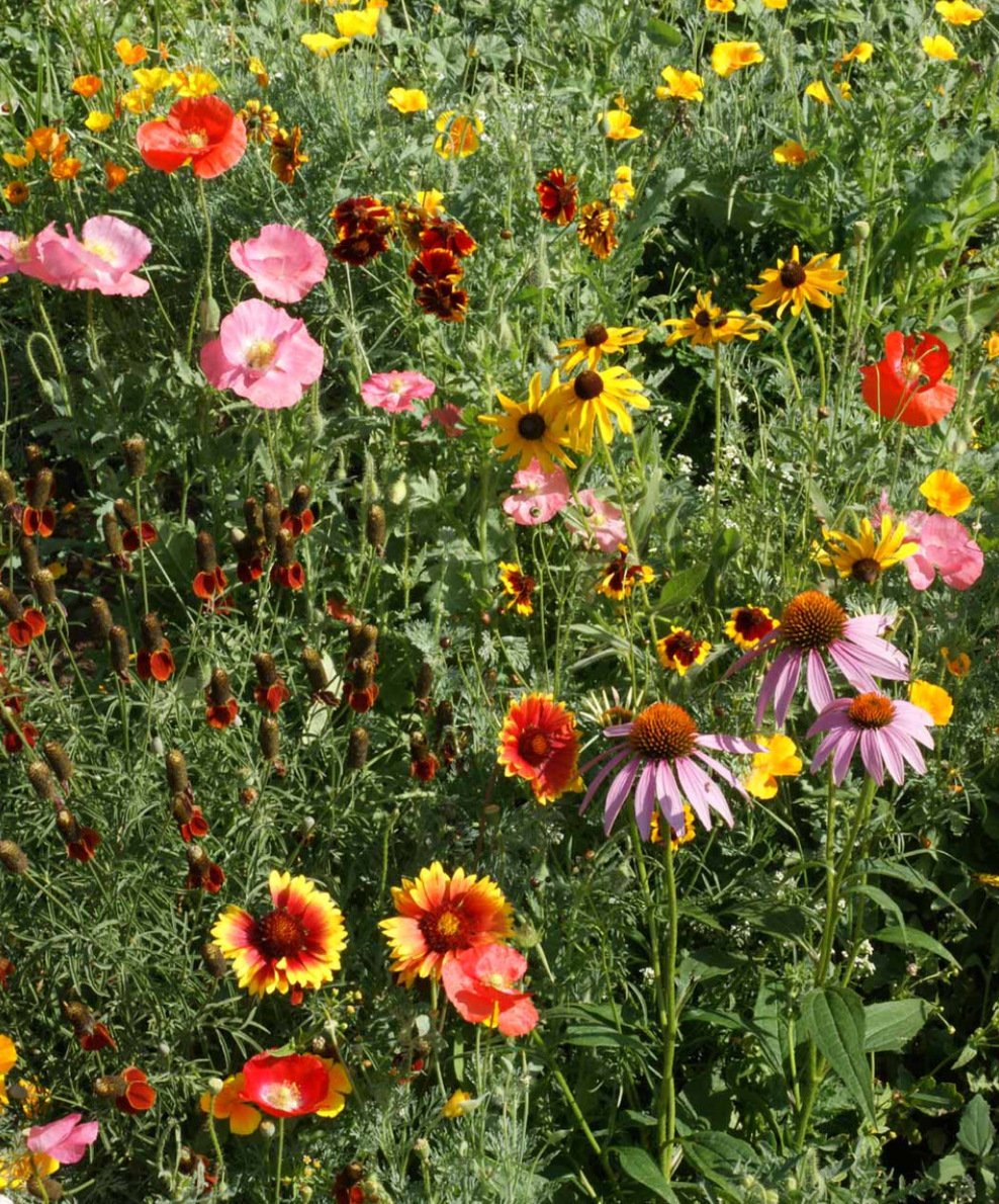 Wildflower Seed Pollinator Garden Tin with 15 Varieties of Flowers (Seeds of Hope)